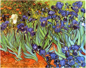 Iris (Schwertlilien)